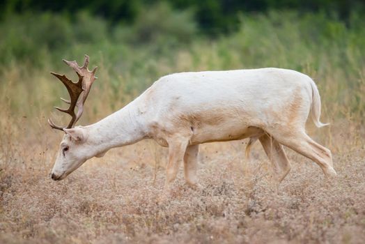 Wild South Texas white fallow deer buck