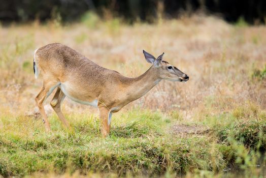 Wild South Texas Whitetail deer doe drinking