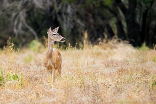 Whitetail Doe