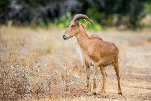 Texas wild Aoudad or Barbary sheep ram