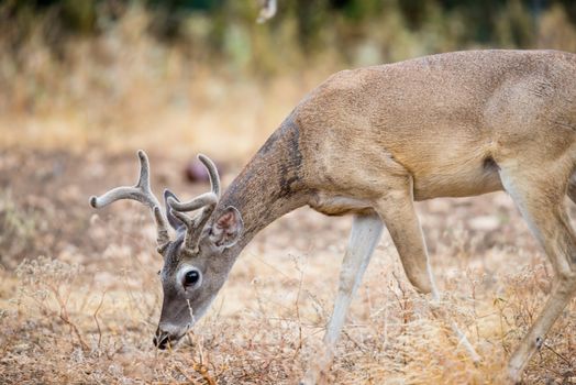 Young Wild South Texas Whitetail deer buck in velvet