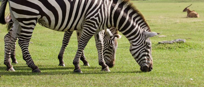 Two beautiful zebras on the grass field background