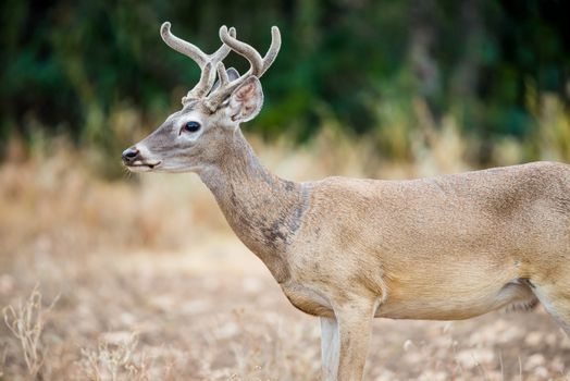 Young Wild South Texas Whitetail deer buck in velvet