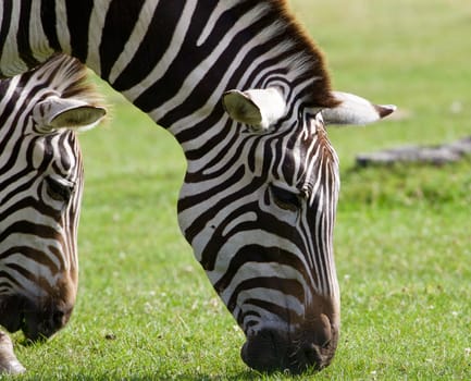 Close-up of the beautiful zebras eating the grass