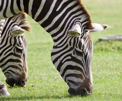 Zebras are eating the green grass together