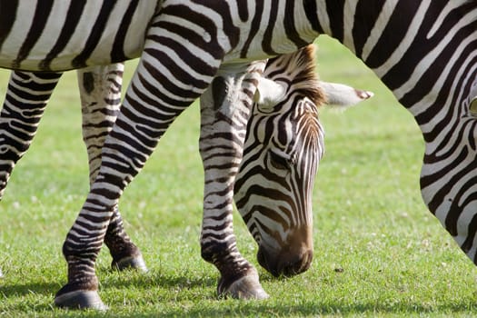 Beautiful background with two zebras close-up