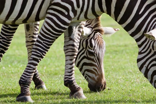 Beautiful picture with two zebras eating the grass