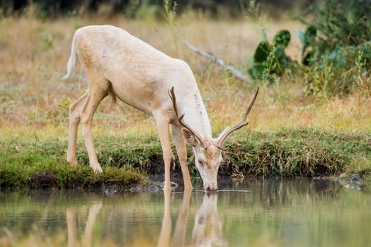Wild South Texas white fallow deer buck drinking