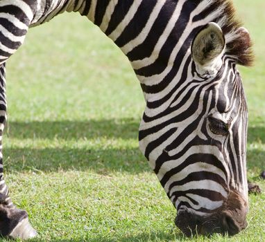The close-up of the beautiful zebra eating the grass