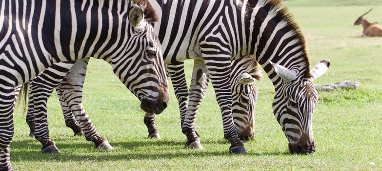 Three beautiful zebras together on the grass field