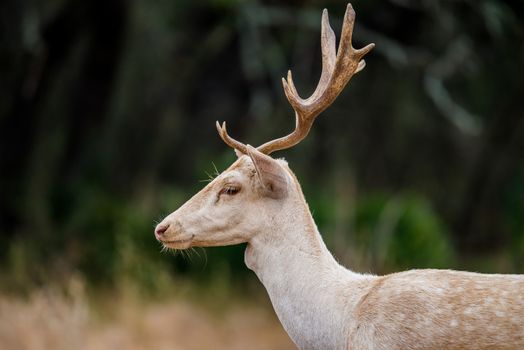Wild South Texas white fallow deer buck close up