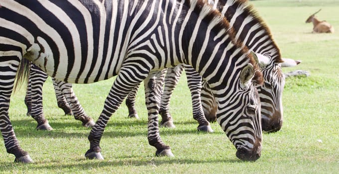Beautiful zebras are eating the green grass