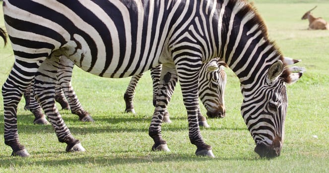 Several beautiful zebras close-up on the grass field
