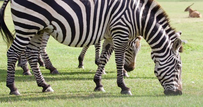 Beautiful zebras on the sunny grass field