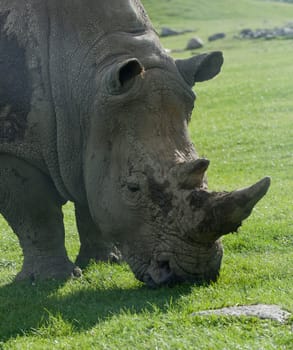 Beautiful portrait of the white rhinoceros on the field