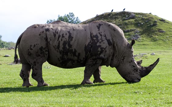 Beautiful background with the white rhinoceros on the grass field