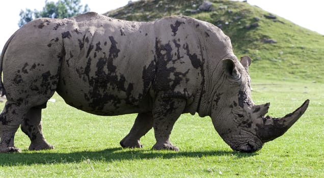 Beautiful close-up of the white rhinoceros on the field