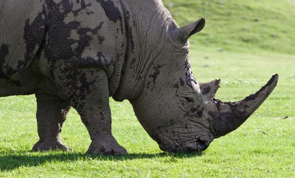 Beautiful close-up of the strong white rhynoceros eating the grass