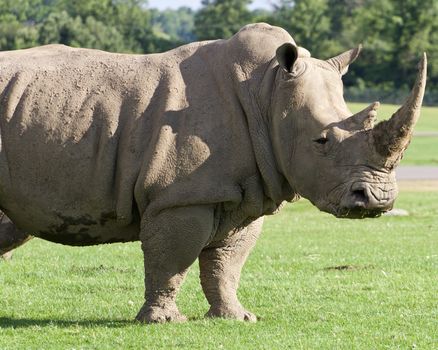 White rhyno close-up on the grass field