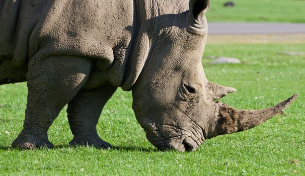 The portrait of the strong white rhynoceros on the grass field