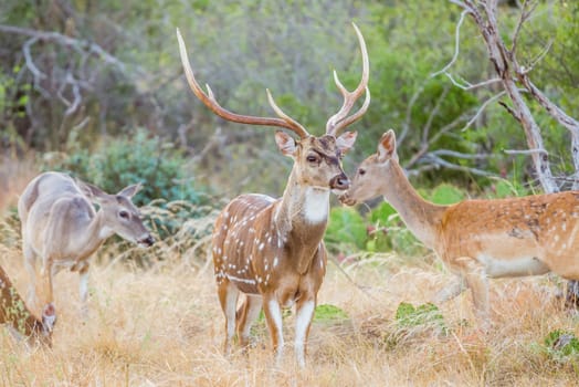 Wild South Texas Axis, Chital, or spotted Deer Buck.