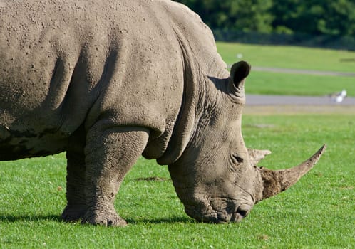 Strong white rhynoceros is eating the grass