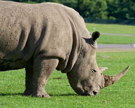 Beautiful close-up of the white rhyno