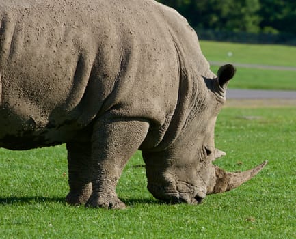 White rhynoceros on the green grass field