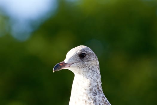 Beautiful close-up of a lesser black-backed gull