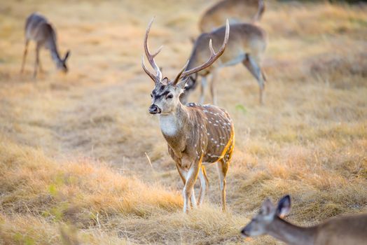 Wild South Texas Axis, Chital, or spotted Deer Buck.