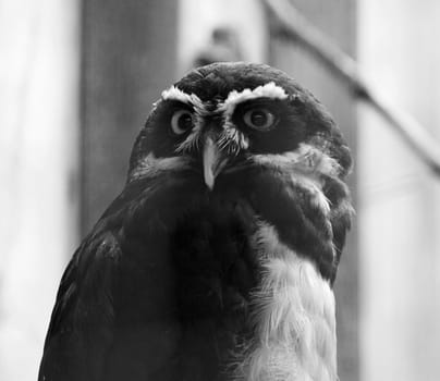 Beautiful close-up of the owl looking at something