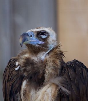 Cinereous vulture close-up