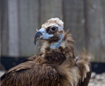 Beautiful close-up of the Cinereous vulture bird