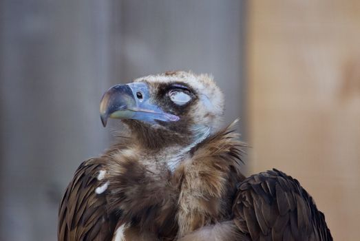 The close-up of a calm strong Cinereous vulture