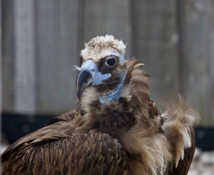 Background with the unique Cinereous vulture bird