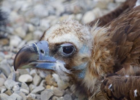 The portrait of the unique Cinereous vulture bird