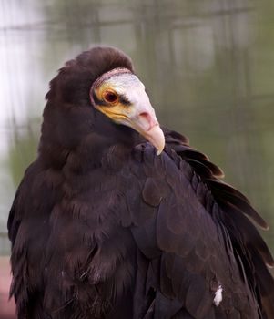 Beautiful close-up of a turkey vulture