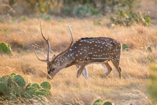 Wild South Texas Axis, Chital, or spotted Deer Buck.