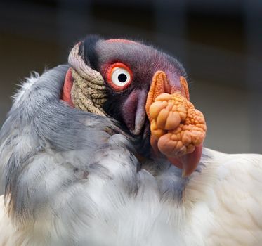 Beautiful close-up of a funny king vulture bird