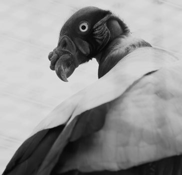 Beautiful black and white close-up of the king vulture bird