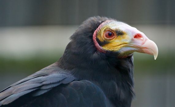 Close-up of a buzzard bird