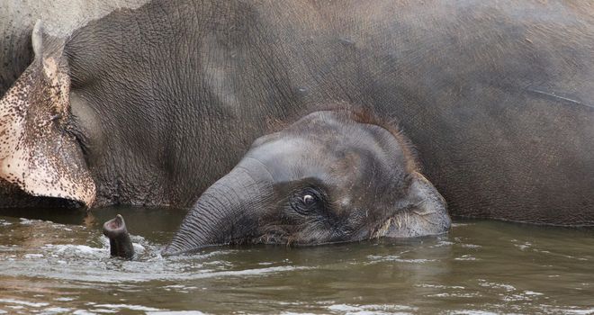 Cute young elephant is swimming in the lake together with his parents