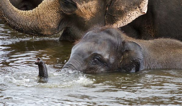 Funny cute elephant is swimming in the lake