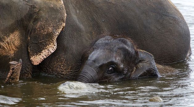 The background with the funny cute young elephant and his mom swimming together