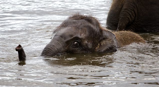 Cute young elephant is swimming somewhere