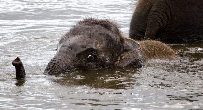 The beautiful close-up of a cute swimming elephant