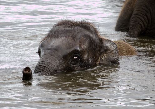 Funny cute beautiful elephant is swimming