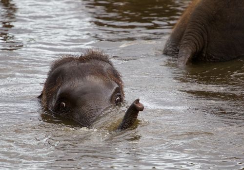 Funny young elephant is swimming somewhere in the lake