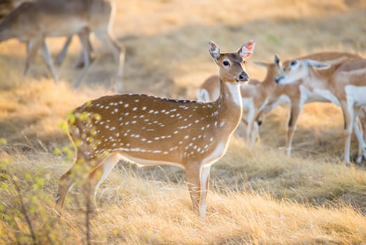 Wild South Texas Axis, Chital, or spotted Deer Doe.