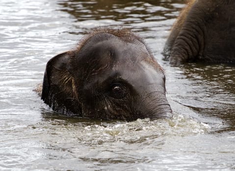 The beautiful close-up of a funny cute elephant in the lake